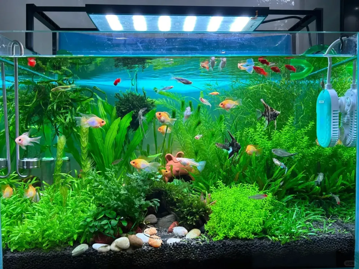 Bắt đầu nuôi cá cảnh cho người mới - Lộ trình từ chọn hồ, hệ lọc, vi sinh đến thả cá đầu tiên